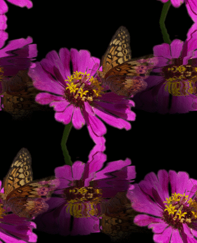 Butterflies And Flowers Background