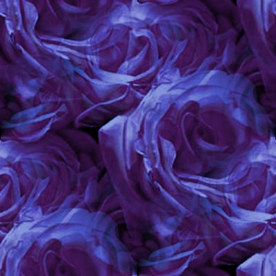 Purple Rose Background on Dark Purple Roses