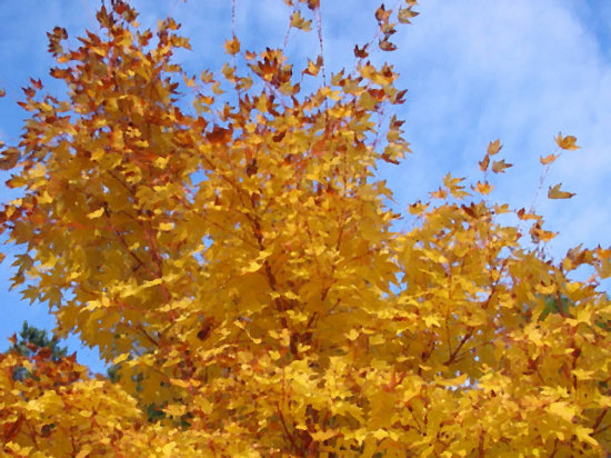 Fall Leaves With Blue Sky Painting