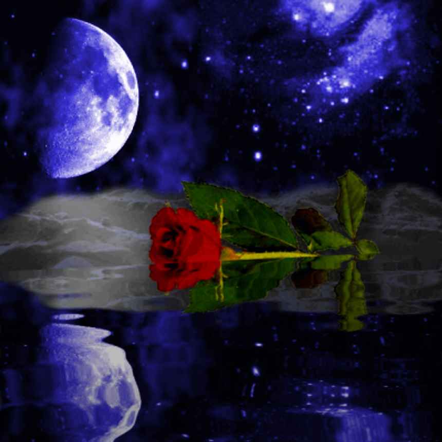 purple rose wallpaper. Moonlight Rose