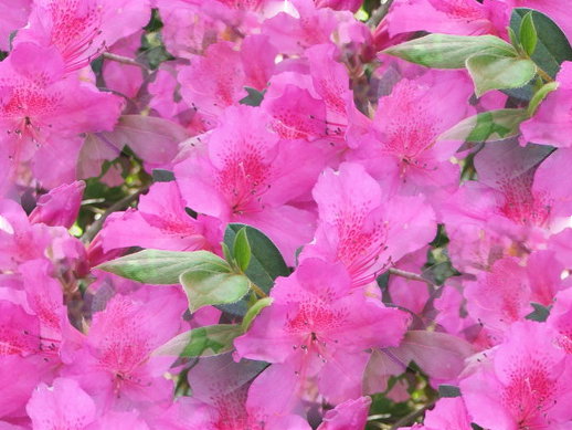 pink flowers background. Pink Flowers
