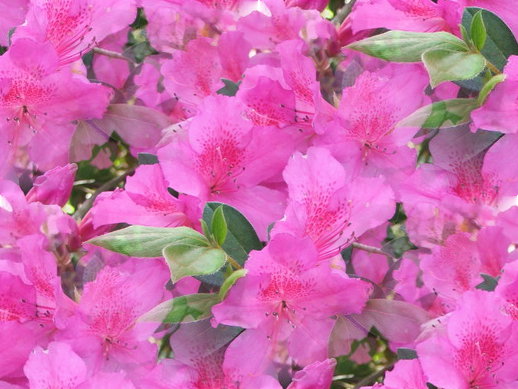 flowers cartoon background. flowers cartoon pink. flowers cartoon pink. flowers cartoon black and white. flowers cartoon background. flowers cartoon pink. flowers cartoon pink.