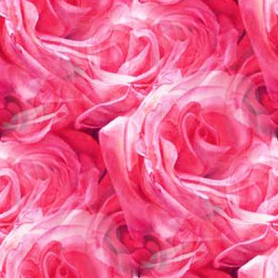 Light Pink Rose Background. Pink Roses