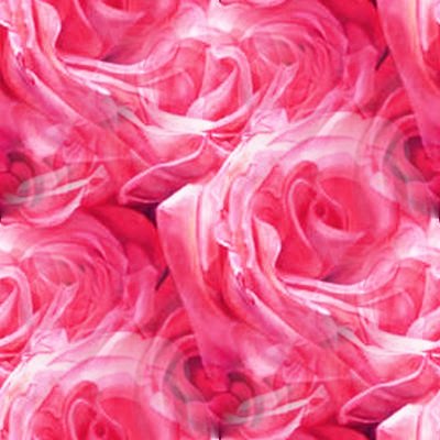 wallpaper rose pink. Pink Roses