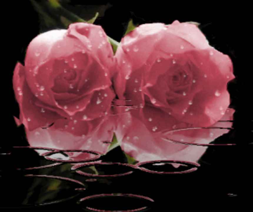 Pink Roses In The Rain