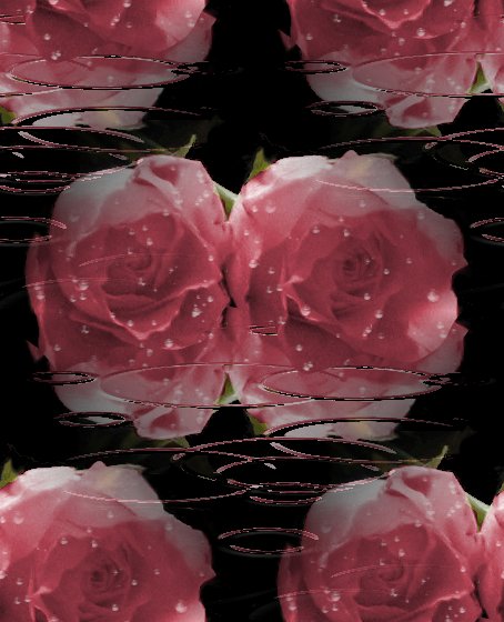 images of roses with rain drops. Pink Roses With Raindrops