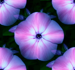 blue or purple flowers