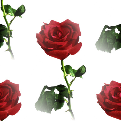 red rose flower wallpaper. Red Rose Background