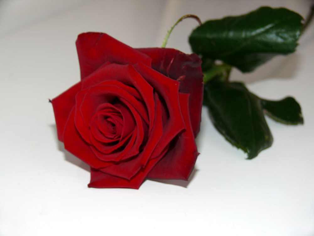 red rose flower background. Single Red Rose