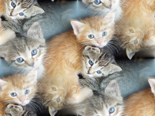 These kittens are soooo cute!