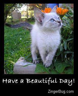 Another BeautifulDay image: (have_a_beautiful_day_siamese_kitten_photo) for MySpace from ZingerBug