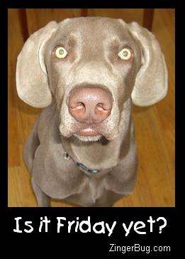 Another DogComments image: (is_it_friday_yet_dog_photo) for MySpace from ZingerBug.com