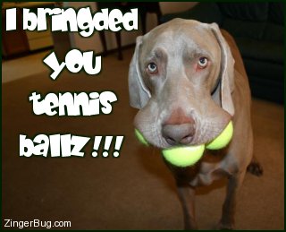 Another DogComments image: (tennis_balls_dog) for MySpace from ZingerBug.com