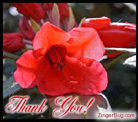 red_flower_thank_you.jpg