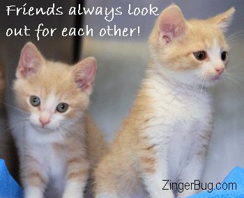 Friends always look out for each other. Adorable photograph of 2 kittens.