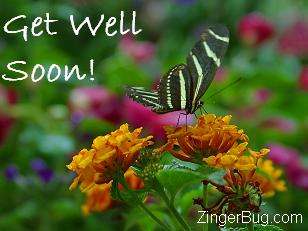 Image result for get well butterfly