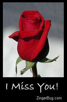 I Miss You Rose Glitter Graphic, Greeting, Comment, Meme or GIF