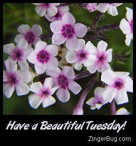 beautiful_tuesday_lavender_flowers.JPG