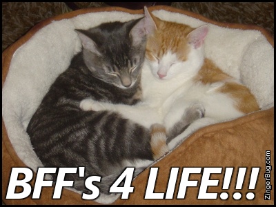 Bffs 4 Life Hugging Kittens Glitter Graphic, Greeting, Comment, Meme or GIF