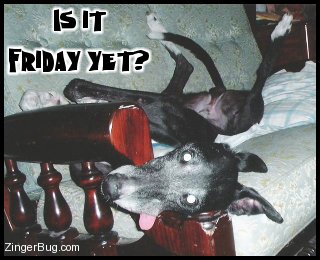 Click to get the codes for this image. This funny photo shows a crazy doberman lying on a couch with its tongue hanging out. The comment reads: Is it Friday yet!