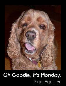 Funny Cocker Spaniel
