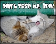 Click here to get funny MySpace comments, photos and glitters. This funny photo shows 2 kittens fighting and reads: Don't Tase me, bro!