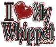 Whatever breed of dog or cat, or kind of pet you have, we have a glitter comment for you! Click here to browse all of our I Love My Pet MySpace comments and glitter graphics. This glitter says I Heart my Whippet.