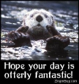 Click here to browse more Animal Comments. This cute photo features a sea otter sticking his thumbs up. The comment reads: Hope your day is Otterly fantastic!