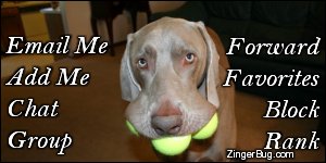 Click to get the codes for this image. This MySpace Contact Table (Contact Box) features a funny photo of a weimaraner with three tennis balls in its mouth.