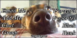 Click to get the codes for this image. This MySpace Contact Table (Contact Box) features a funny photo of a dog laying with it's face on the ground and its nose toward the camera.