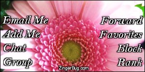 Click to get the codes for this image. This MySpace Contact Table (Contact Box) features a close up photo of a pink flower.
