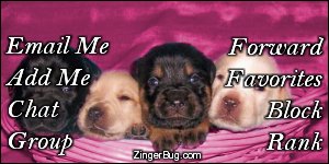 Click to get the codes for this image. This MySpace Contact Table (Contact Box) features a cute photo of four adorable labrador retriever puppies in a pink basket.