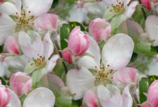 Click to get the codes for this image. Apple Blossoms, Flowers  Floral Designs, Seasons  Spring Background, wallpaper or texture for Blogger, Wordpress, or any phone, desktop or blog.