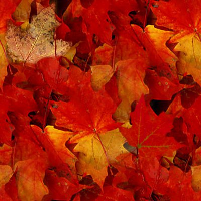 Click to get the codes for this image. Autumn Maple Leaves Seamless Texture, Plants and Leaves, Seasons  Fall, Colors  Orange Background, wallpaper or texture for Blogger, Wordpress, or any phone, desktop or blog.