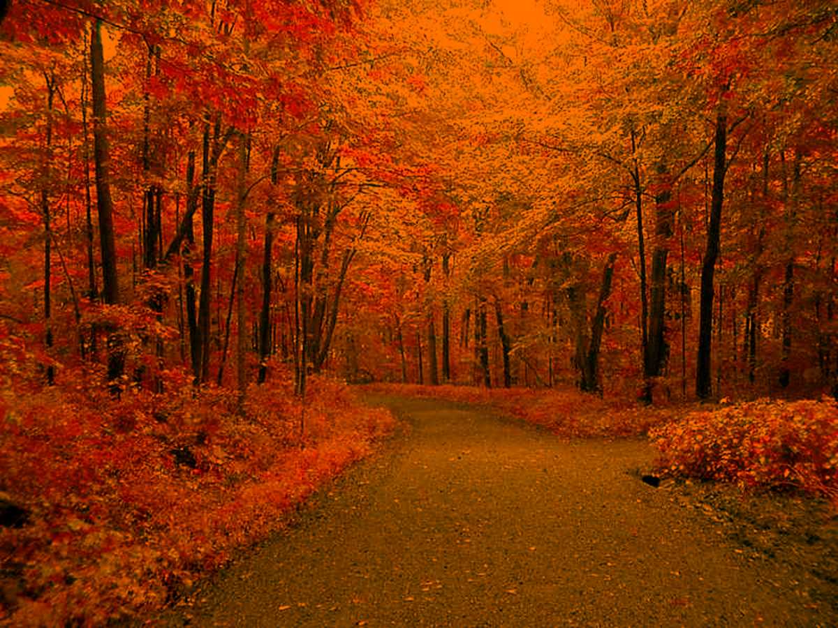 Click to get the codes for this image. Autumn Road, Nature Landscapes  Scenery, Seasons  Fall, Colors  Orange Background, wallpaper or texture for Blogger, Wordpress, or any phone, desktop or blog.