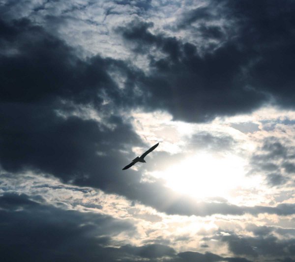 Click to get the codes for this image. Bird Flying With Dark Clouds Background 1800x1600, Animals  Birds, Sky Background, wallpaper or texture for any blog, web page, phone or desktop