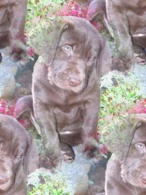 Click to get the codes for this image. Black Lab Puppy, Animals  Dogs Background, wallpaper or texture for any blog, web page, phone or desktop