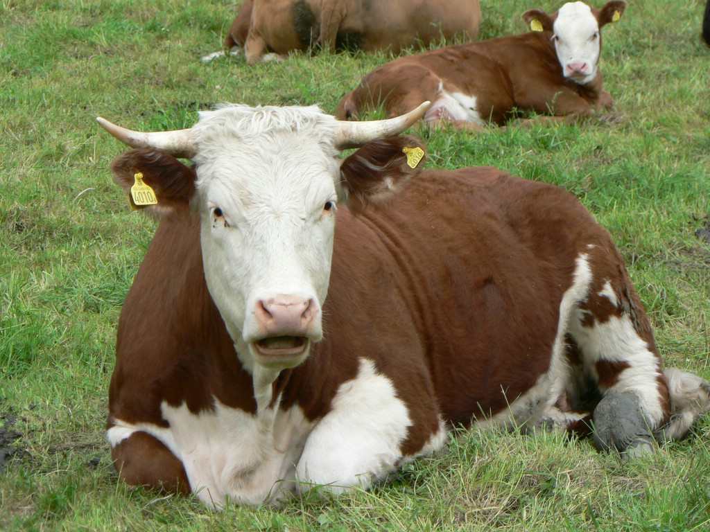 Click to get the codes for this image. Brown And White Cow, Animals  Horses  Hooved Background, wallpaper or texture for any blog, web page, phone or desktop