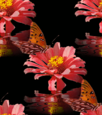 Click to get the codes for this image. Butterfly On Orange Flower, Butterflies, Flowers  Floral Designs Background, wallpaper or texture for any blog, web page, phone or desktop