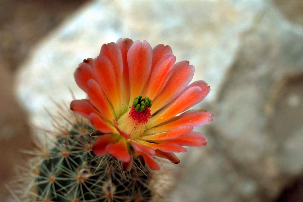 Click to get the codes for this image. Orange Cactus Flower, Flowers  Floral Designs Background, wallpaper or texture for any blog, web page, phone or desktop