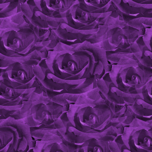 Click to get the codes for this image. Closeup Purple Roses, Flowers  Floral Designs, Colors  Purple Background, wallpaper or texture for Blogger, Wordpress, or any phone, desktop or blog.