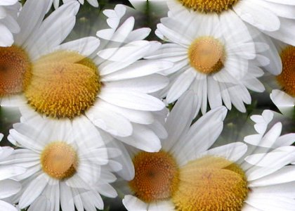 Click to get the codes for this image. Daisies, Flowers  Floral Designs, Colors  White and Eggshell, Seasons  Summer Background, wallpaper or texture for Blogger, Wordpress, or any phone, desktop or blog.