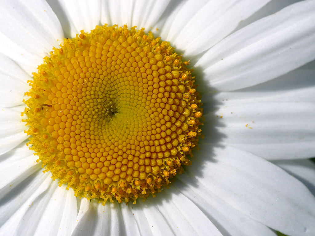 Click to get the codes for this image. Daisy Close Up, Flowers  Floral Designs, Seasons  Summer Background, wallpaper or texture for Blogger, Wordpress, or any phone, desktop or blog.