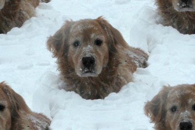 Click to get the codes for this image. Dog In Snow, Animals  Dogs Background, wallpaper or texture for any blog, web page, phone or desktop