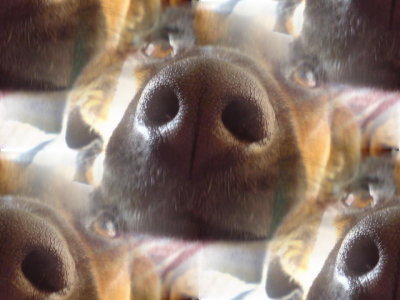 Click to get the codes for this image. Doggie Snouts, Animals  Dogs Background, wallpaper or texture for any blog, web page, phone or desktop