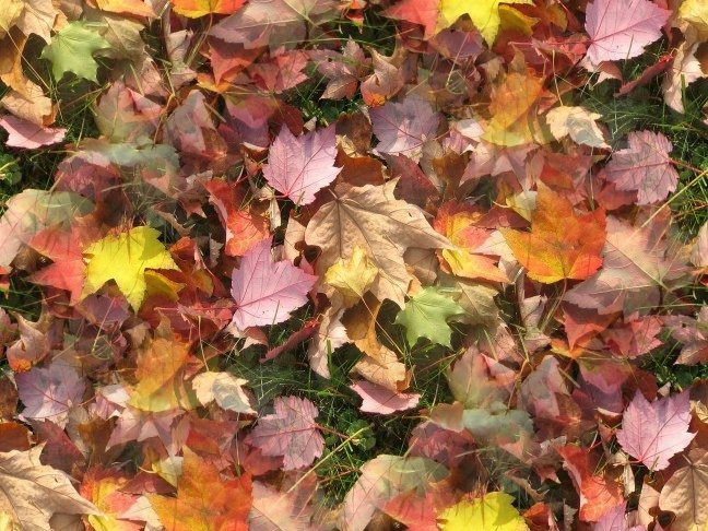 Click to get the codes for this image. Fall Leaves, Patterns  Nature Inspired, Seasons  Fall, Plants and Leaves Background, wallpaper or texture for Blogger, Wordpress, or any phone, desktop or blog.