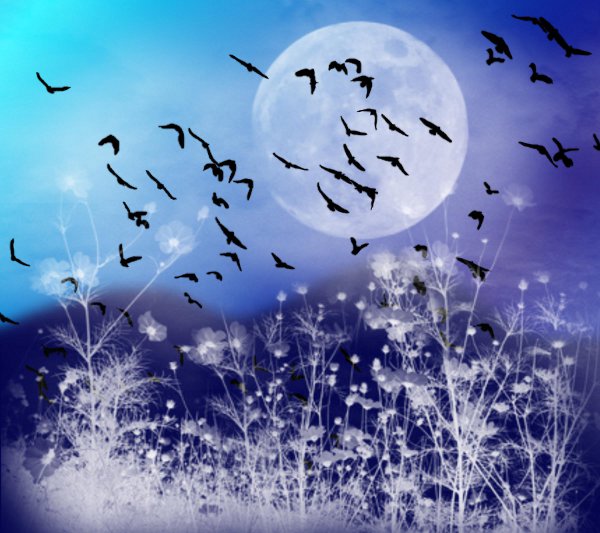 Click to get the codes for this image. Fantasy Landscape Witn Birds Background Deep Blue 1800x1600, Animals  Birds, Fantasy, Colors  Blue Background, wallpaper or texture for, Blogger, Wordpress, or any web page, blog, desktop or phone.