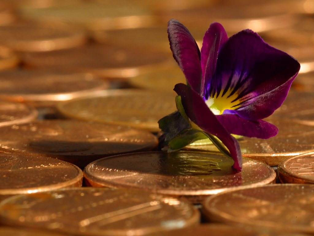 Click to get the codes for this image. Flower On Pennies, Money and Coins Background, wallpaper or texture for, Blogger, Wordpress, or any web page, blog, desktop or phone.