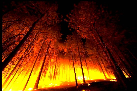Click to get the codes for this image. Forest Fire From Below, Fire and Flames Background, wallpaper or texture for, Blogger, Wordpress, or any web page, blog, desktop or phone.