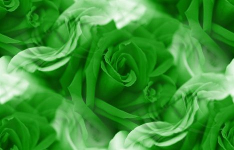 Click to get the codes for this image. Green Roses, Saint Patrick's Day, Colors  Green, Flowers  Floral Designs Background, wallpaper or texture for Blogger, Wordpress, or any phone, desktop or blog.